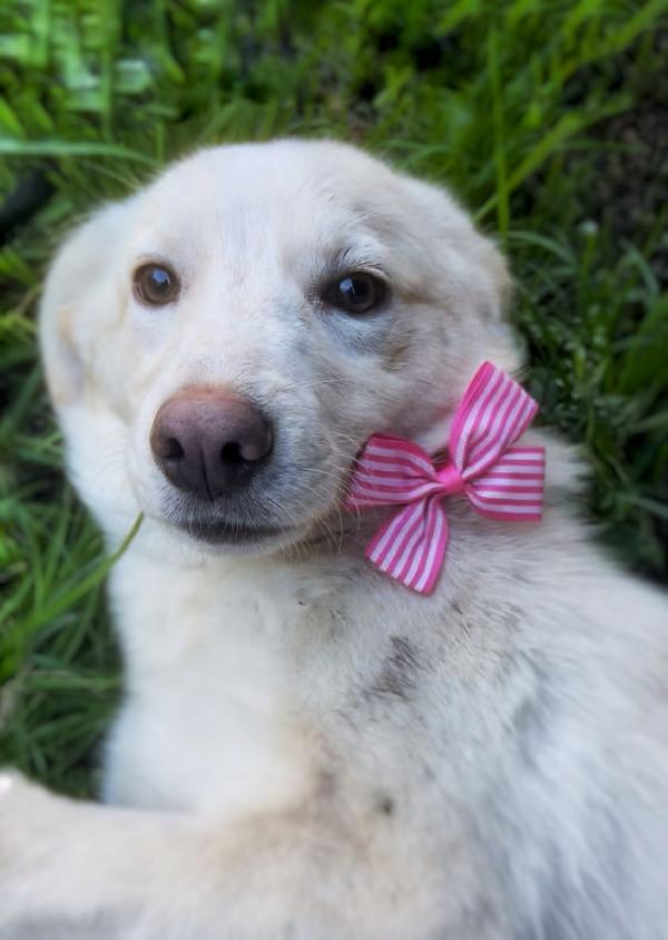 ZOOMY TAGLIA MEDIO-PICCOLA (13-15 kg circa) Foto 3